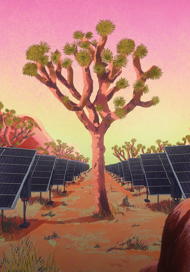 The Joshua Trees’ SOS (Save Our Saplings)