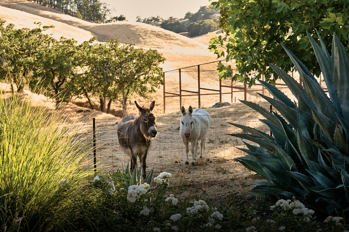 This Sonoma Ranch Came With Some Unexpected Guests