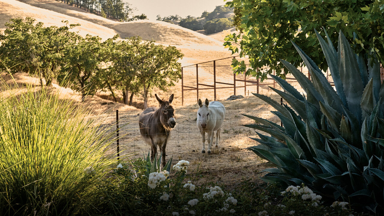 This Sonoma Ranch Came With Some Unexpected Guests