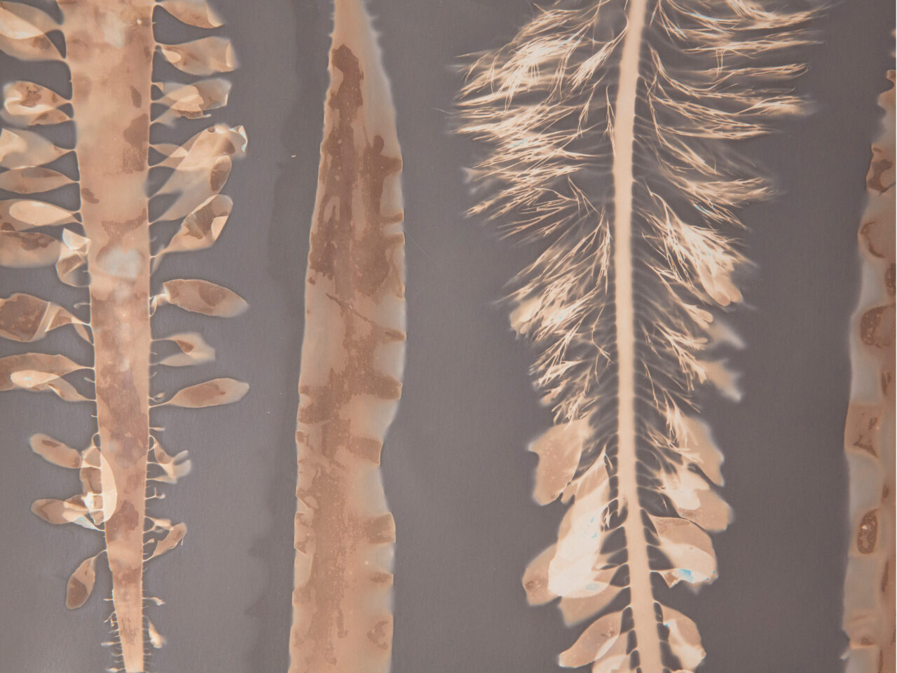 November Top5 Blue Forest Exhibit