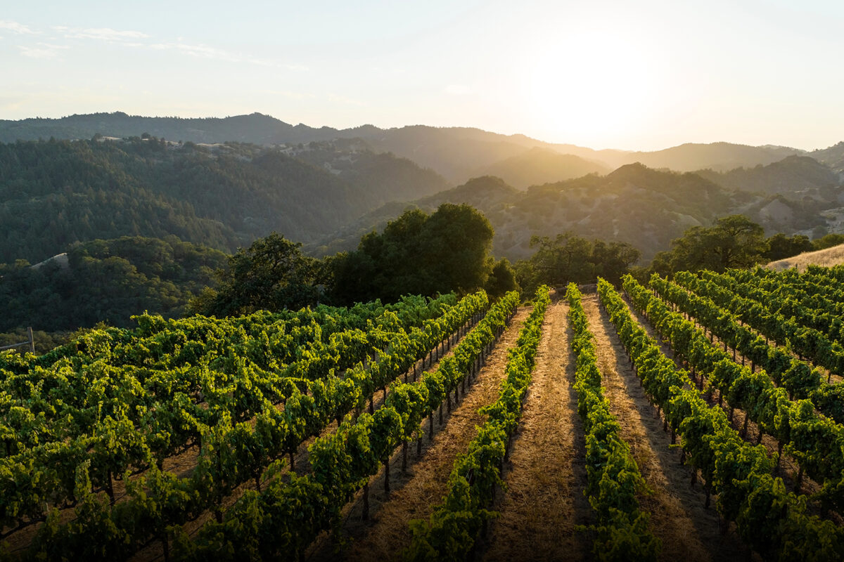 Sonoma’s Aperture Debuts New Collage Wines 