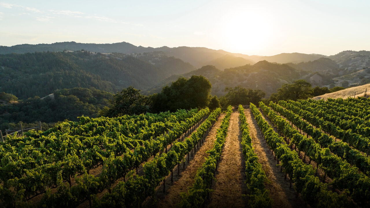 Sonoma’s Aperture Debuts New Collage Wines 