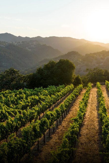 Sonoma’s Aperture Debuts New Collage Wines 
