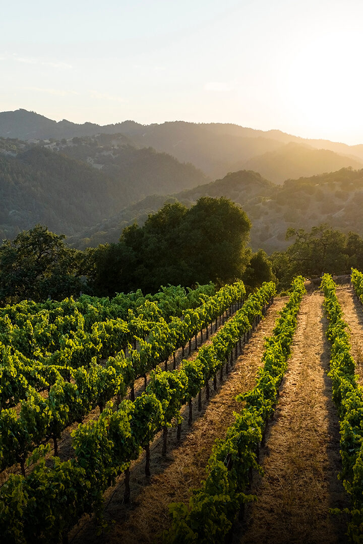Sonoma’s Aperture Debuts New Collage Wines 